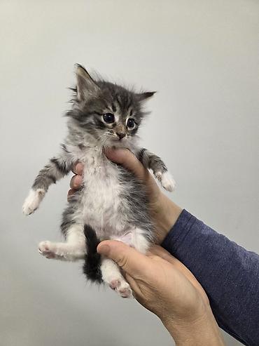 Pişiklər: Yaxşı əllərə — 8