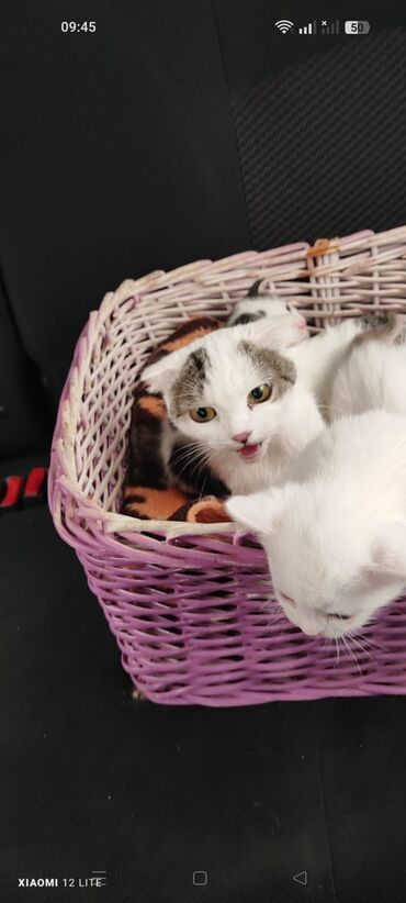 вислоухий шотландец мраморный: 3 dişi bala 1ana Şotland satılır Qiymət birinə aitdir lalafo.az -da вислоухий шотландец мраморный: 3 dişi bala 1ana Şotland satılır Qiymət birinə aitdir