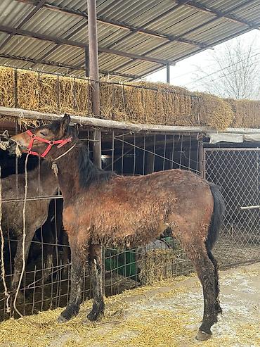 Лошади, кони: Продаю | Жеребец, Жеребенок — 5