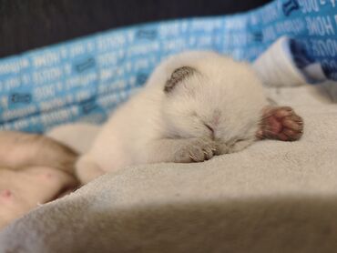 Mačke: Dostupno sijamsko mače muškog pola, naviknuto na kućne uslove, naučeno — 8