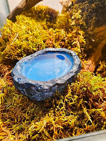 Зоотовары: 🌿 Украшения и декорации для аквариумов и террариумов 🌿 Продаю — 2