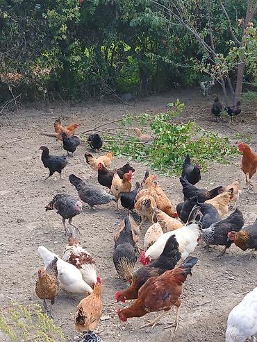 etlik cuce satisi: Şəmkir və yaxın yerlərdən kim isdəsən barter edə bilərik içində 10 — 4