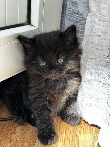 домашние котята: Продаю котят черный мальчик, серая девочка. Котятам 1,5 месяца. К
