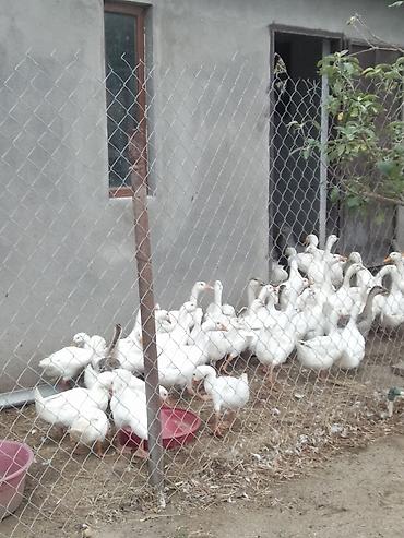 yerli ordək: Linda qazlarıPekin ordeyleri 20m Pekin ordeyi,25 m Linda qazlari — 1