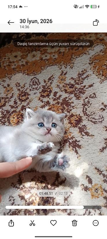 Pişiklər: Şinşilla — 1