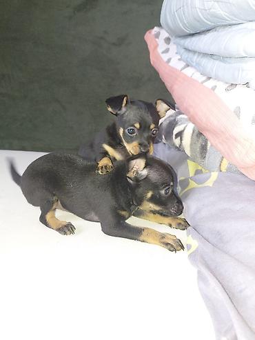 Продажа собак: Миниатюрный пинчер, 1 месяц, Самец, С прививкой — 4