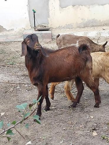Quzu, Dişi, Qala, ay: 5, Damazlıq, Ünvandan götürmə