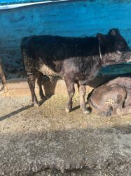 эркек торпок сатылат: Продаю | Бык (самец) | Швицкая | На откорм, На забой