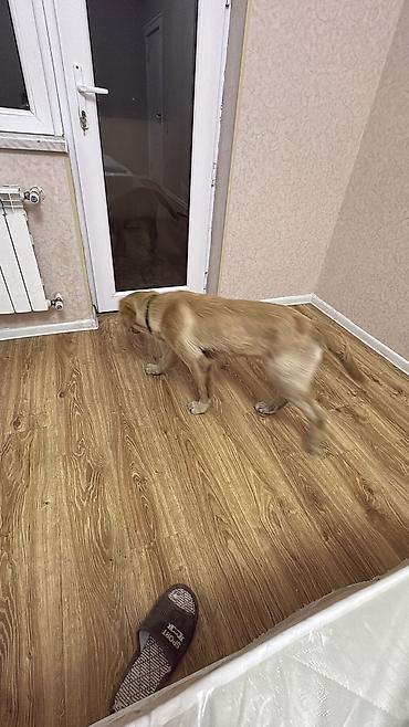 labrador retriever: Retriever, 5 ay — 6