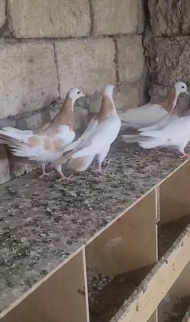 at aliram: Sarı boynu güllülər 2 erkey 2 maya vpda yazn videson atım real — 1