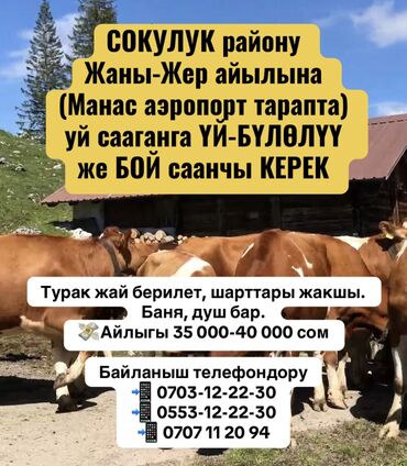клубника тергенге адам керек: Требуется Доярка, Оплата Ежемесячно