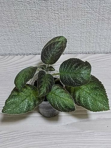 Другие комнатные растения: Эписции 10 сортов. Крупные детки, некоторые с бутонами. Цветут — 3