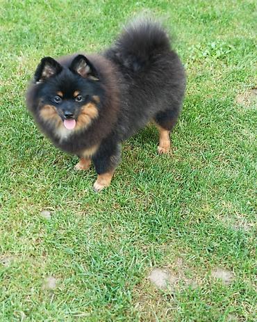 psi za tartufe prodaja: Pomeranski spic black&ten, muzjak, prelepe dlake i naravi — 7
