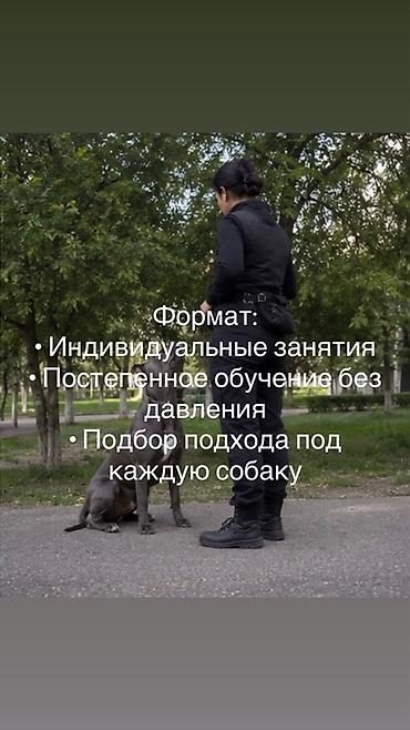 кане корс: Формирование послушания и управляемости собак | Бишкек — 4