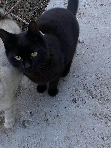 Продажа кошек: 6 месяцев, Мальчик, Черный — 2