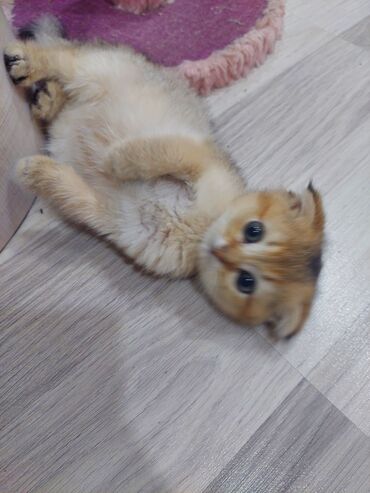 Pişiklər: Şotland, Erkək, Dişi, Yaxşı əllərə, Ünvandan götürmə — 27