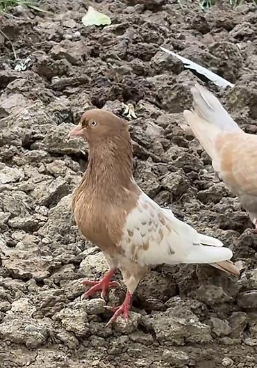 tovuz quşu satışı: İki ədəd Miz Kəkil İran Şiraziləri Satılır. İkisidə erkəkdi. Az — 1