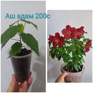 Бегонии: Бегонии и абутилон — укоренённые саженцы в стаканчиках/горшочках. 1) — 6