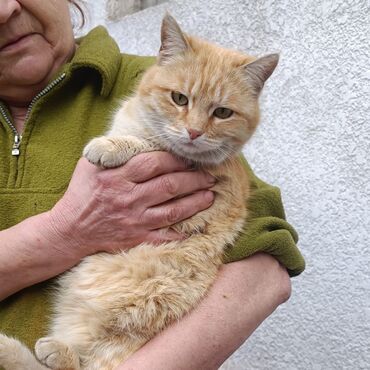 шотланские коты: По просьбе ⬇️⬇️⬇️ Ищут дом кошечки бездомные, они приютились мы их