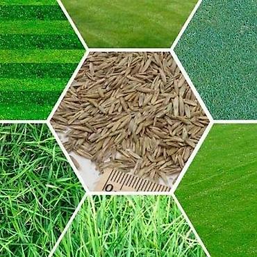 Кормовые растения: Семена кормовых растений: Клевер, Самовывоз, Платная доставка — 6