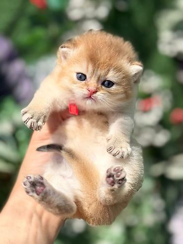 Pişiklər: Britan — 1