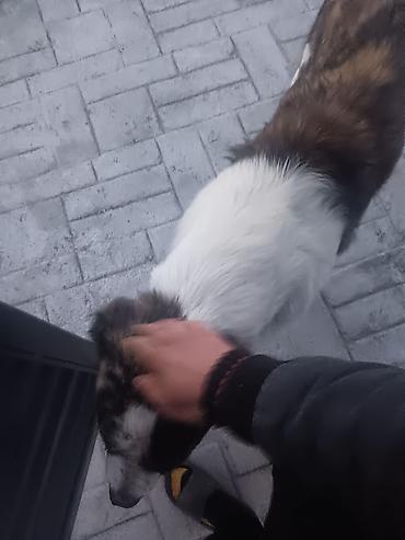 алабай итер: Собака в добрые руки — 3