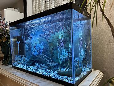 akvarium qiymeti: Akvariumun üst qabaq şüşəsinin bir hissəsi yoxdur.İstənilən şüşə zoo — 6