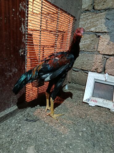 Xoruzlar: 7 ayliq becediler biri 70 azen super qani var — 5