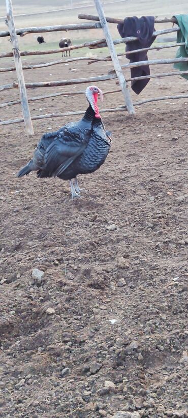 Индюки: Продаю | Индюк (самец) | Черный принц | Для разведения | Племенные — 9