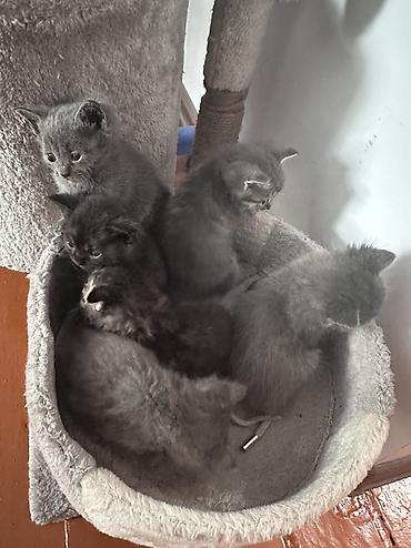 Скотиш Страйт (Шотландиялык тик кулактуу), 1 айлык, Ургаачы, Курттардан тазаланган, Лотокко барууга үйрөтүлгөн lalafo.kg да — 1 Скотиш Страйт (Шотландиялык тик кулактуу), 1 айлык, Ургаачы, Курттардан тазаланган, Лотокко барууга үйрөтүлгөн — 1