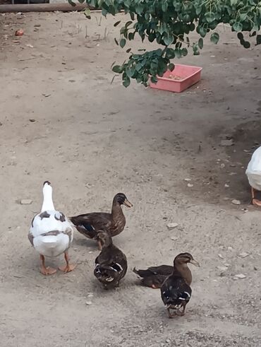 Ördəklər: Məhsul: Ev quşları – ördəklər (qrup halında) Təsvir: - Şəkillərdə — 11