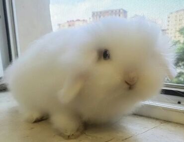 Dovşanlar: 15 AZN, erkek, satılır, sağlam dovşan

Tel: +994997344377