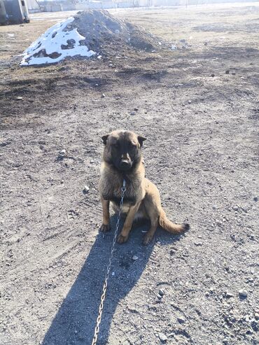 Продажа собак: Порода: бельгийская овчарка (малинуа) Самец Описание: - ОПЫТНЫЙ — 8