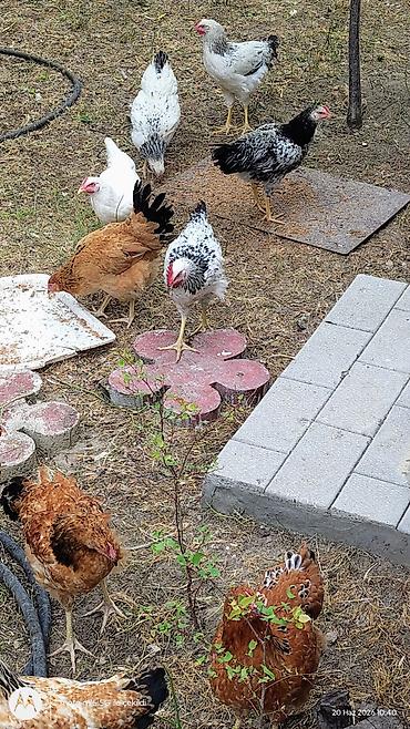 cins xoruz harda banliyar: Cücələr – qarışıq yerli yumurtacı xəttlər - Fotoşəkillərdə görünən ev — 1