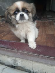 İtlər: Pekines, 1 ay, Dişi, Ödənişli çatdırılma — 18