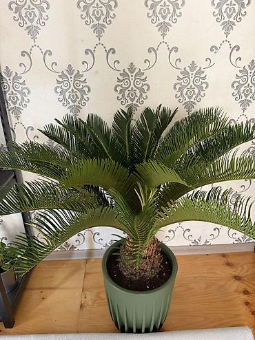 хойя лакуноза: Спатифиллум (Spathiphyllum) – крупный взрослый куст в высоком — 2