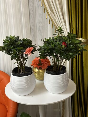 Другие комнатные растения: Продаю комнатные цветы! Зелёные, красивые, ухоженные — выращены с — 3