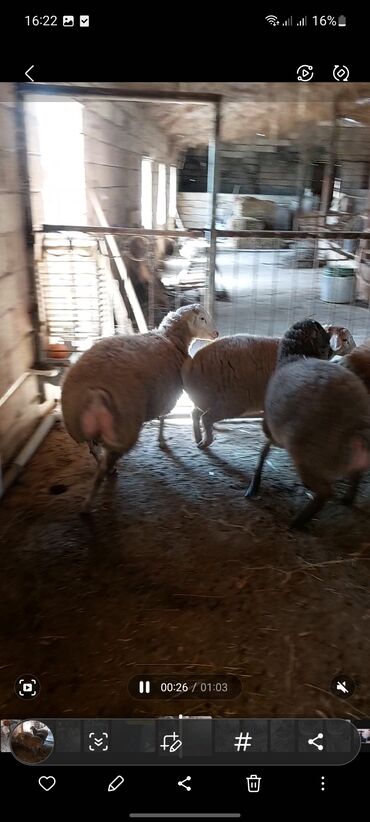 Quzu: Super emlik quzular diri çəkisi 10 manata — 15