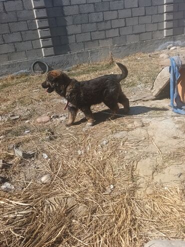 болонка собака: Алабай, 8 месяцев, Самец