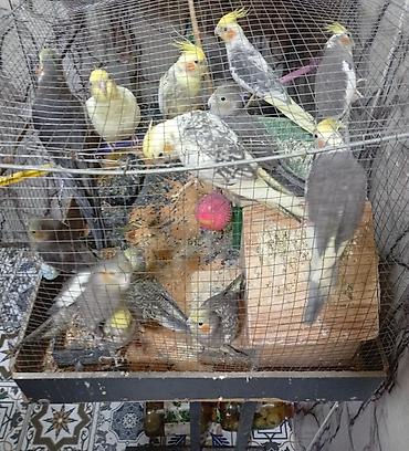 Попугаи: Corella popuqaylar satilir 12 ededir . Sağlam quşlardı — 2