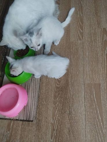 chi su: 1 месяц, Мальчик, Приучена к лотку — 3