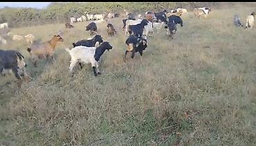 bala it satışı: Salam aleykum Allaha alana da satanada xeyir versin. Hazır təsərüfat — 1
