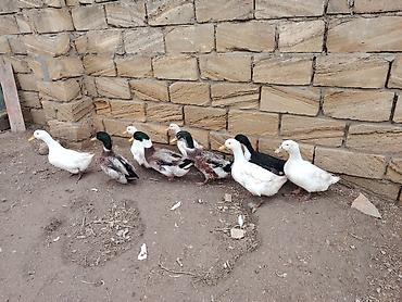 sezar qusu: Salam. Pekin və Yaşılbaş ördəkləri. Yumurtaya başlayıblar. Həm kəsimə — 3