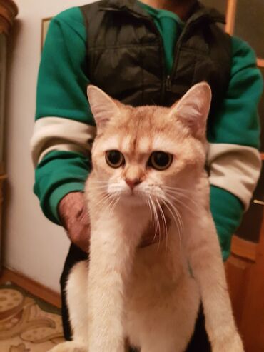 Pişiklər: Qızıl şinşilla, Erkək, Dişi — 3