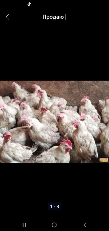 Другие животные: Куплю цыплят 1,2 месеца за 200,250 сом