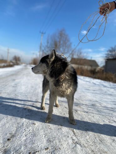 хаски продажа: Хаски, 1 год, Самец, С прививкой