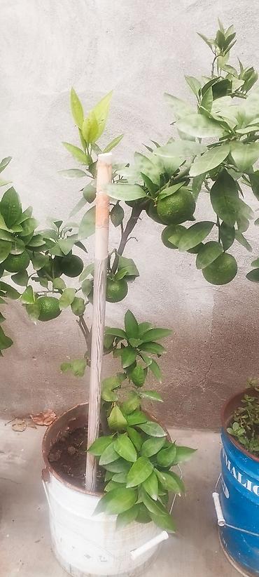 aci bibər: Saksıda ətirli limon ağacı (Citrus limon) – bol çiçəklidir. Məhsul — 7