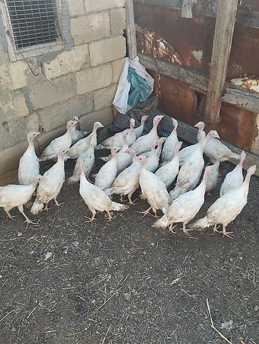 kend colpaları: Unvan Gilezi 2ay yarimliq ag kanada sortu hinduskalar 27 ededir bir — 3