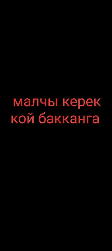 алтын ордо ж м: Талап кылынат Чабан, Төлөм: Бир айда эки жолу, Тамактануу — 1