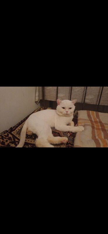 Pişiklər: Ünvandan götürmə — 1